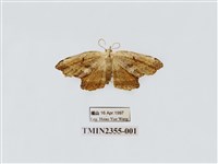 藏品(擬凹角鉤蛾)的圖片